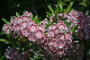 Кальмия РЕЛАКС ТЕРАПИЯ ИМПРОВИЗАЦИЯ композитор Виктор Анохин #музыка #piano #цветы #flowers #music