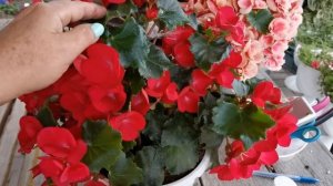 Черенкование бегонии Элатиор. 100% результат