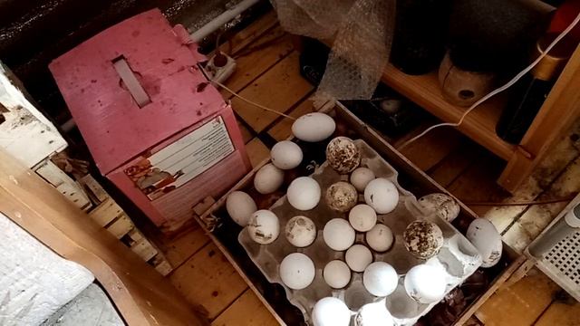 Инкубация яиц. смотреть онлайн