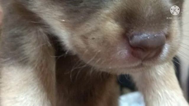 Голодного щенка запихали в пакет и оставили под лестницей. Бедный малыш плакал от нехватки воздуха смотреть онлайн