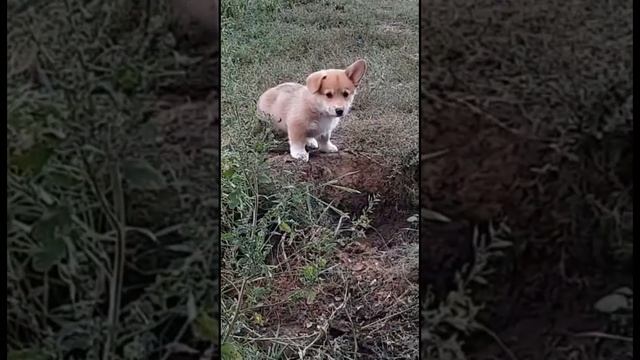 Щенок вельш корги пемброк. Продажа! Документы РКФ смотреть онлайн