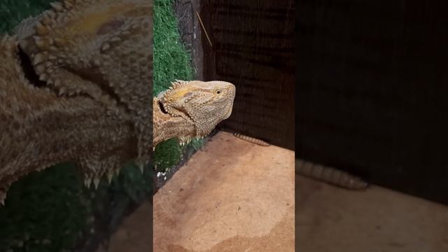 Как кушает бородатая агама ? #животные #змея #reptilesoftiktok #агама #ящерицы смотреть онлайн