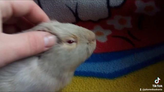 Свинки любят когда им гладят ушки смотреть онлайн