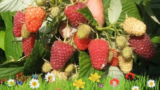 Малина ремонтантная Полка ? Обзор: посадка и уход. крупномеры малины Полка: описание и особенности смотреть онлайн