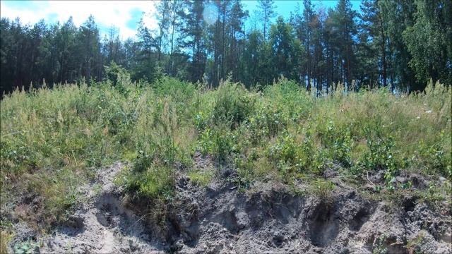 Сенокос 2021. Начало. Быки убежали  Деревенские будни