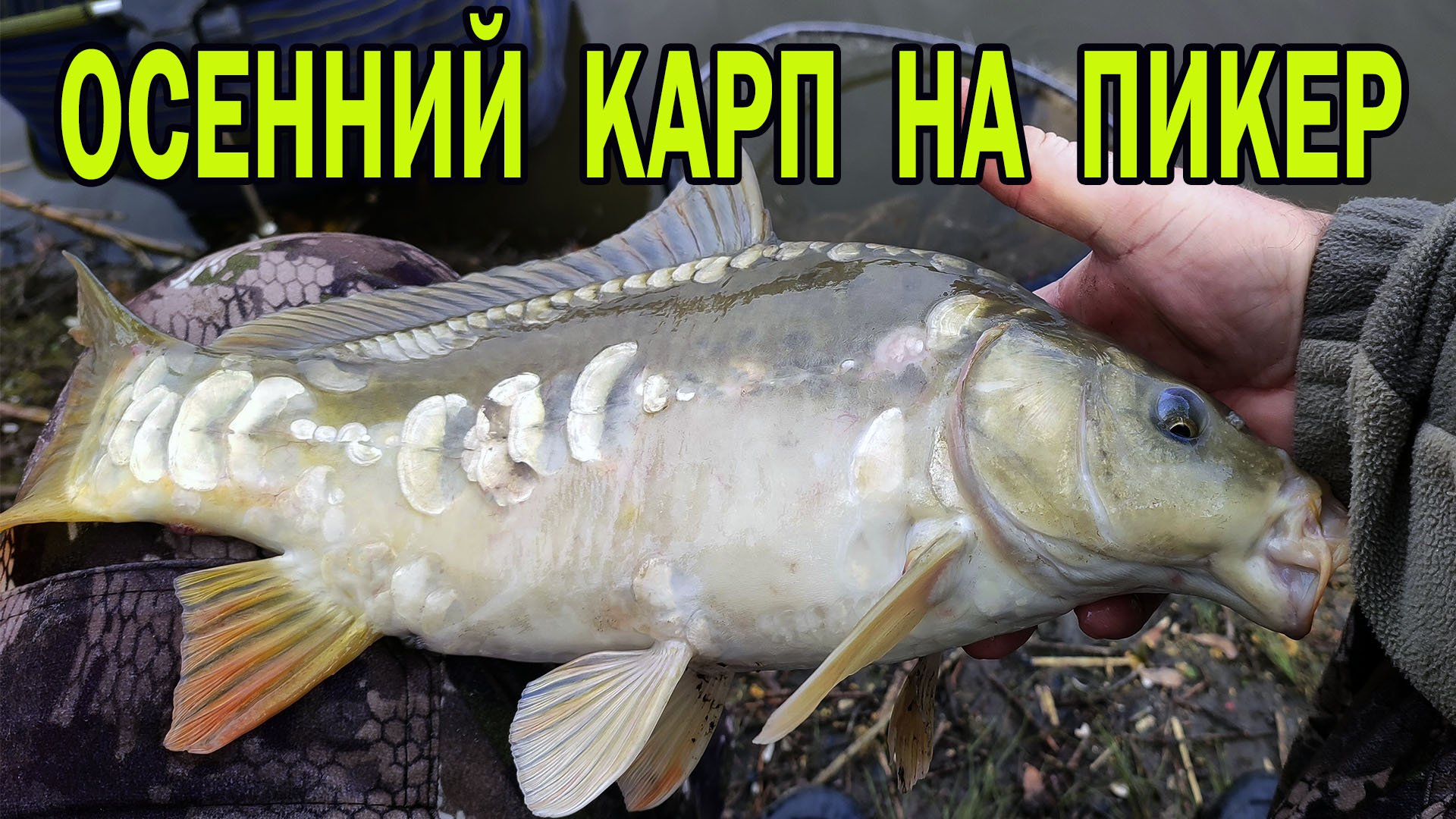 Осенний карп на пикер смотреть онлайн