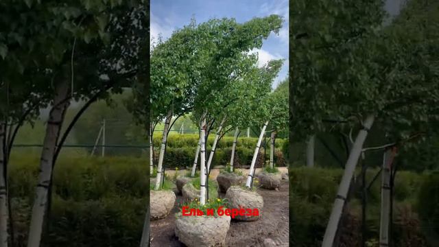 В Ниваки наступает конец весеннего сезона и ель об. , а также берёза повисшая ждёт своей отгрузки.