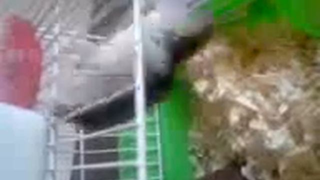 Хомяк лазает по клетке2 смотреть онлайн