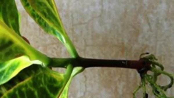 Формируем Кротон. Обрезка и прищипка Кротона.