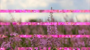 ✅ Иван чай полезные свойства. ✅ Иван чай свойства и противопоказания. ✅ Копорский чай