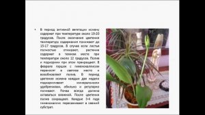 ГИМЕНОКАЛЛИС