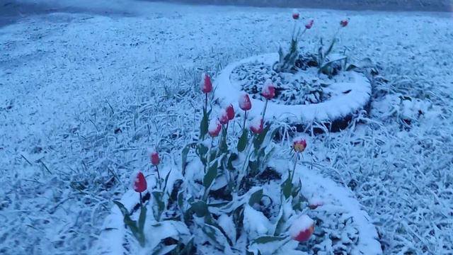 Неласковый май 2024. Майский снегопад в средней полосе. Погодно-климатический катаклизм. 05072024.