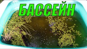 Чем я кормил карпов в бассейне