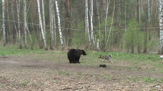 старососедово 2011 всл