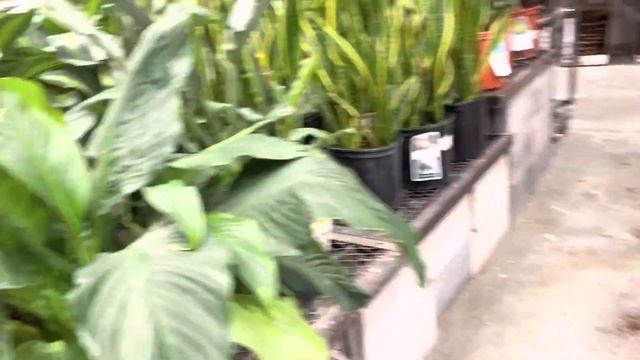 Hoya Curtisii at Lowes #plantsshopping смотреть онлайн