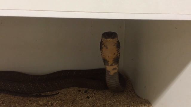 Гигантская королевская кобра, более 4 метров! смотреть онлайн