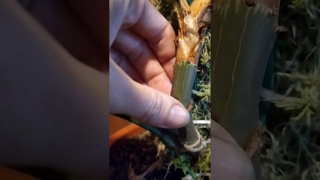 Philodendron Fuzzy Petiole Филодендрон Фази/Фузи смотреть онлайн