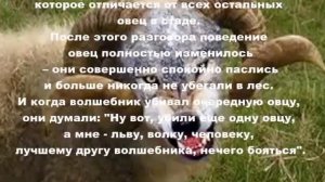 Как Вам в роли овцы?