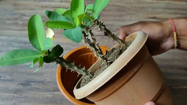Grow Euphorbia Milii Plant / Crown of thorn plant from cutting .// Propagate Euphorbia Milii Plant смотреть онлайн