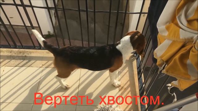 № 389 Крутиться, вращаться, кружиться, вертеться, повернуться. смотреть онлайн