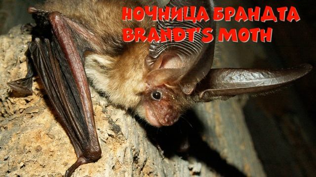 Животные Италии / Animals of Italy смотреть онлайн