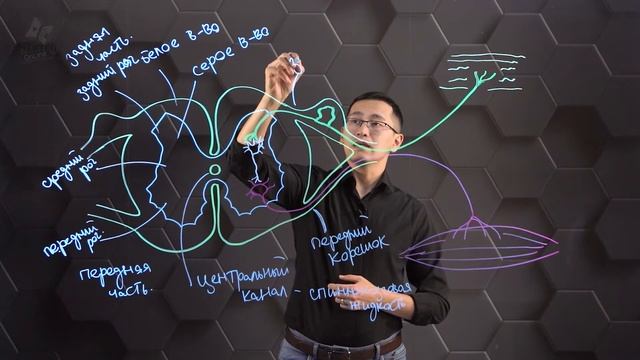 Строение и функции спинного мозга. 10 класс. смотреть онлайн