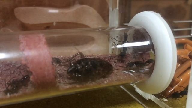 Harpegnathos Venator из Китая | Хищные муравьи.