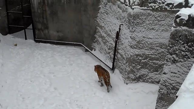 Челябинский зоопарк. Матис обходит территорию утром смотреть онлайн