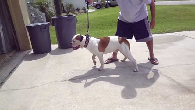 Boondock Bullies DUAL CH HUMMER H1 13 MONTHS OLD PT2 смотреть онлайн