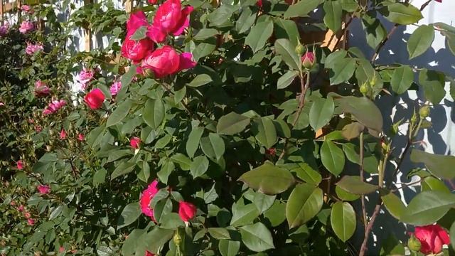 Цветение английской розочки Бенджамин Бриттен??? смотреть онлайн