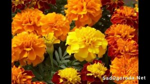 Бархатцы сорта с фото и названиями