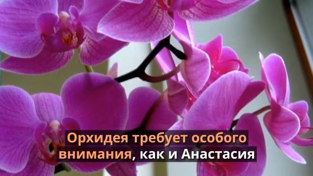 Орхидеи - цветы имени Анастасия смотреть онлайн