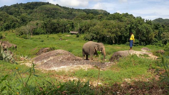 Bukit Elephant Park Phuket часть 4, 2023