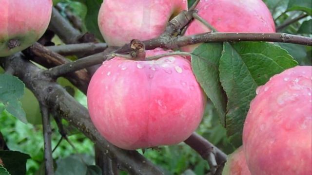 Старинные сорта яблони. (Хор Сретенского монастыря и Анастасия Гладилина - Ой ты, степь широкая) смотреть онлайн