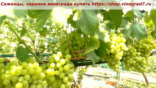 25 июля нагрзука винограда Красавчик- мускатная замнушка начинает созревать и набирать сахар Пузенк смотреть онлайн