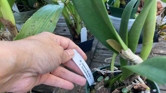 First Bloom of Bc. Richard Mueller x C. Triumphans смотреть онлайн