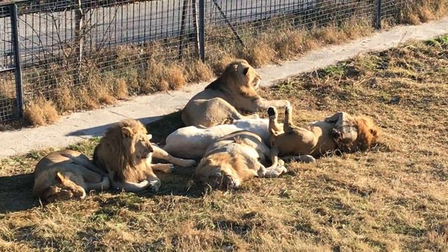 Вожак и молодой прайд теперь вместе! Тайган The leader and the young pride are now together! Taigan смотреть онлайн