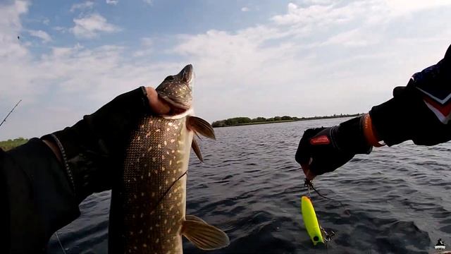 Щука дала жару, или ловля щуки на мелководье и разливах в ХМАО смотреть онлайн