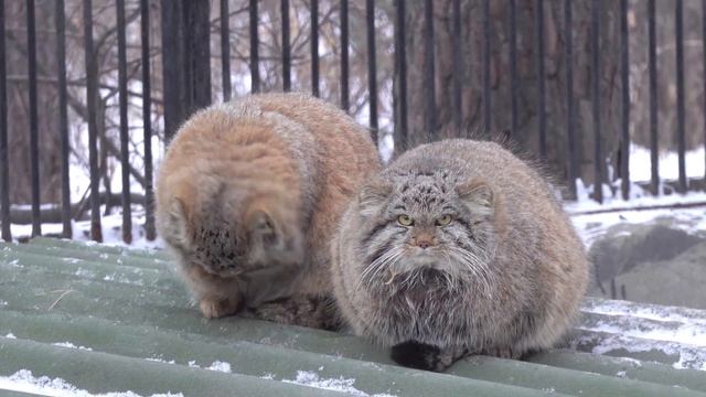 Дружная парочка котят манулов. 30.11.2022 смотреть онлайн