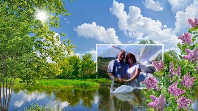 Готовый фотозаменяемый проект "Лебеди на пруду" смотреть онлайн