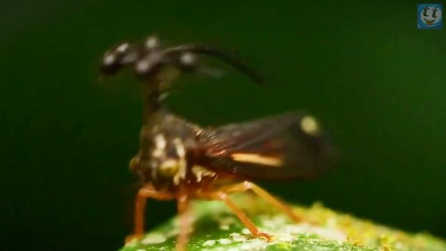 БРАЗИЛЬСКАЯ ГОРБАТКА — Это красивое насекомое охраняют муравьи и даже приходят к ней на помощь! смотреть онлайн