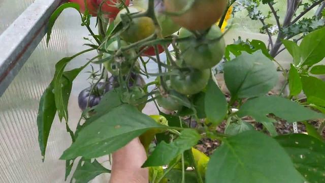 лучший томат сержант Пеппер смотреть онлайн