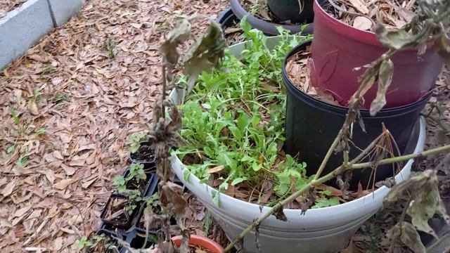 Growing Cabbage temperature changes 2020 смотреть онлайн