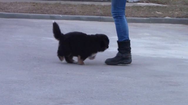 Male 2 White Ribbon смотреть онлайн