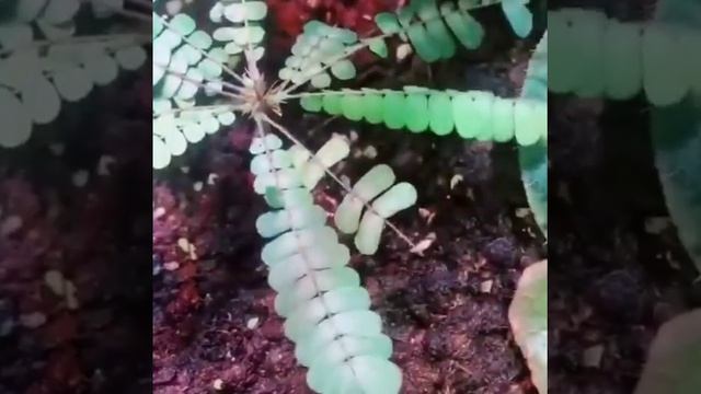 Humble-plant, Sensitive Plant, Biophytum Sensititvum