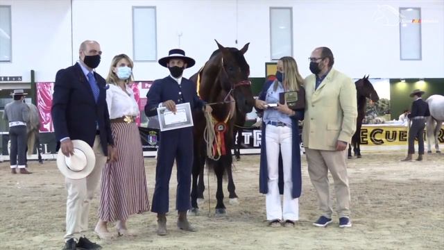 ECUEXTRE 2021, FERIA DEL CABALLO DE EXTREMADURA смотреть онлайн