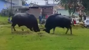 Посмотрите, На Что Способен Самый Мощный Бык в Мире