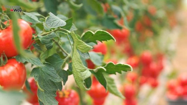 Эта Подкормка Помидор Лишит Вас Урожая! Вам Врали! смотреть онлайн