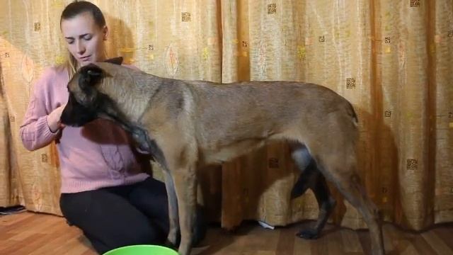 Как правильно мыть лапки? Учимся правильно мыть лапы смотреть онлайн