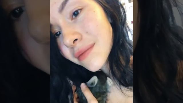 Белоухая игрунка. Продажа обезьянок. смотреть онлайн